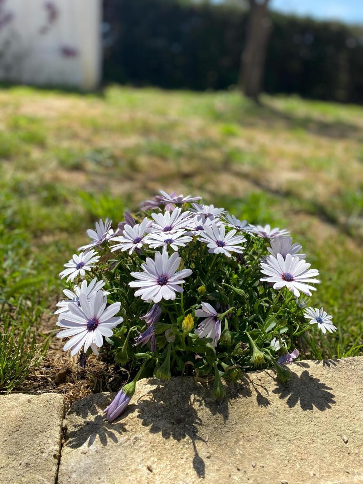 Aradeo Agriturismo Tenuta La Monaca מראה חיצוני תמונה